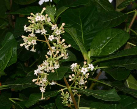 魅惑のカクテル キニーネ Quinine